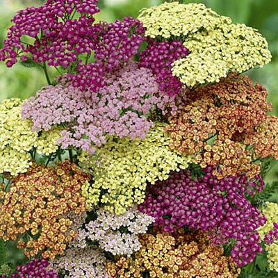 Summer Berries Yarrow|Summer Berries Yarrow, Achillea millefolium Summer Berries