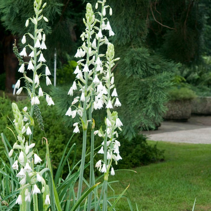 Summer Hyacinth|Summer Hyacinth, Galtonia candicans