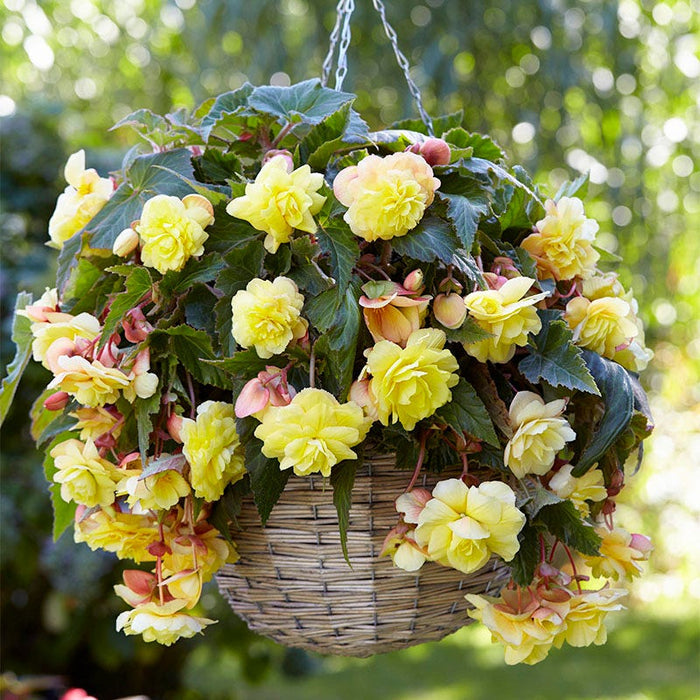 Sunny Dream Fragrant Begonia|Sunny Dream Fragrant Begonia, Begonia odorata Sunny Dream, Yellow Blooms