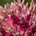 Swamp Milkweed|Swamp Milkweed, Asclepias incarnata