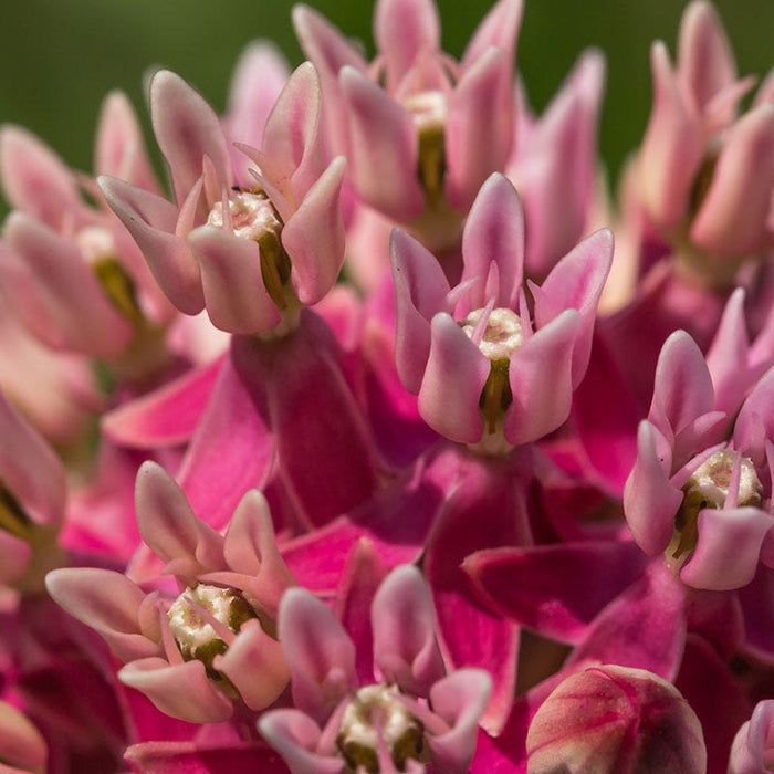 Swamp Milkweed|Swamp Milkweed, Asclepias incarnata