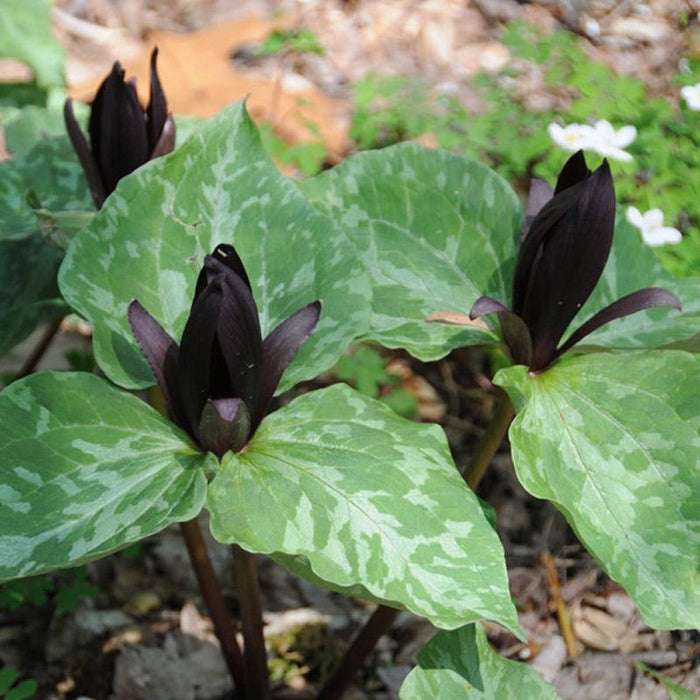 Sweet Betsy Trillium|Sweet Betsy Trillium, Toadshade Trillium, Trillium cuneatum