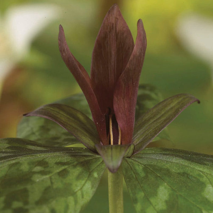 Sweet Betsy Trillium|Sweet Betsy Trillium, Toadshade Trillium, Trillium cuneatum