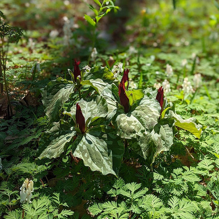 Sweet Betsy Trillium|Sweet Betsy Trillium, Toadshade Trillium, Trillium cuneatum