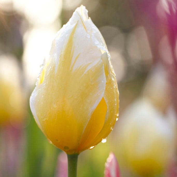 Sweetheart Emperor Tulip|Sweetheart Emperor Tulip, Tulipa fosteriana ‘Sweetheart’