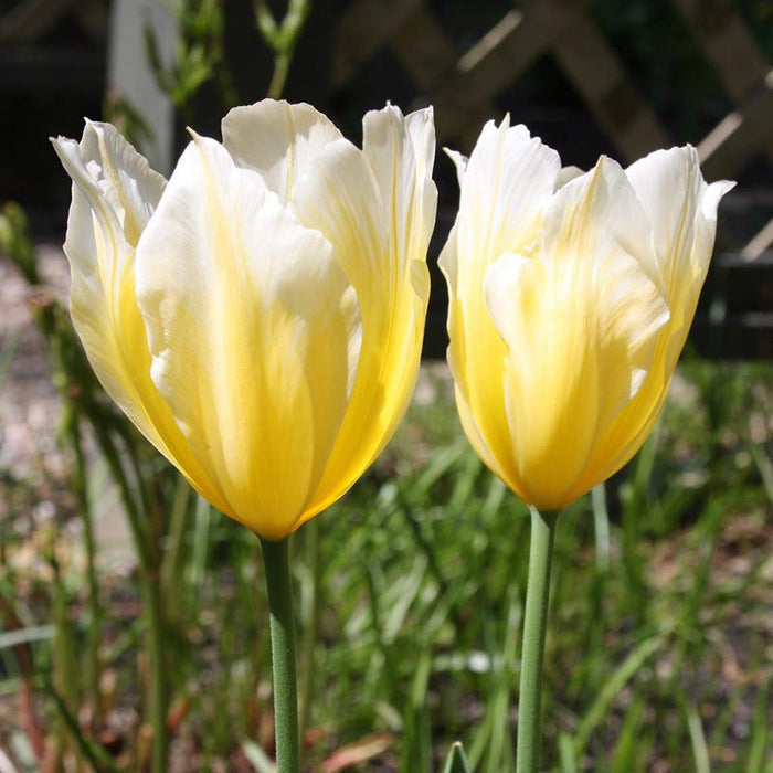 Sweetheart Emperor Tulip|Sweetheart Emperor Tulip, Tulipa fosteriana ‘Sweetheart’