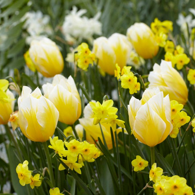 Sweetheart Emperor Tulip|Sweetheart Emperor Tulip, Tulipa fosteriana ‘Sweetheart’