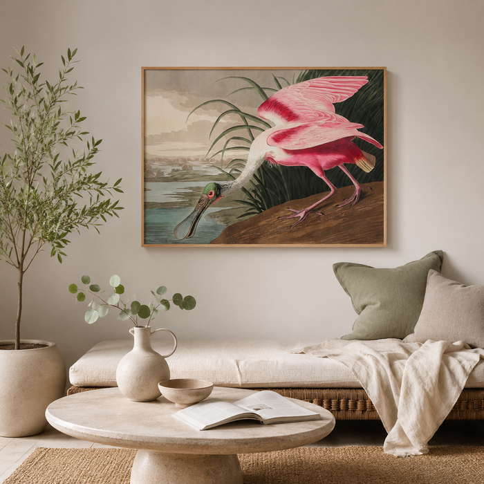 The Roseate Spoonbill — After Audubon