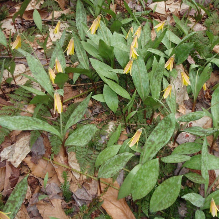 Trout Lily|Trout Lily or Dogtooth Violet, Erythronium americanum