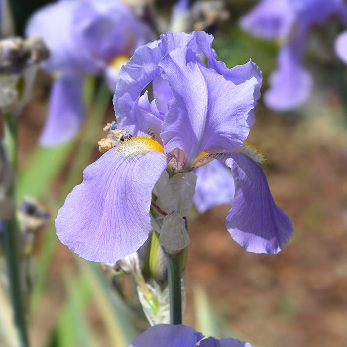 Variegated Gold Bearded Iris|Variegated Gold Bearded Iris, Iris pallida Variegata Gold, Close Up Of Blooms