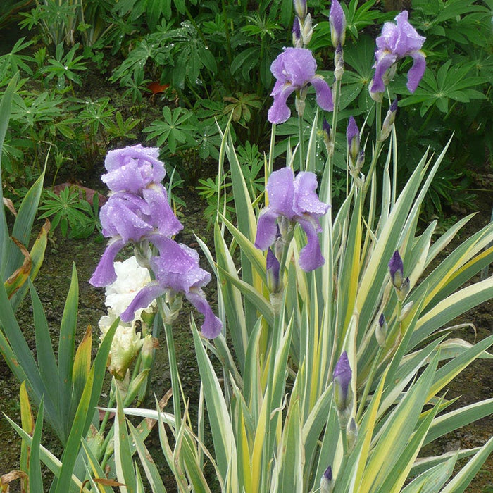Variegated Gold Bearded Iris|Variegated Gold Bearded Iris, Iris pallida Variegata Gold