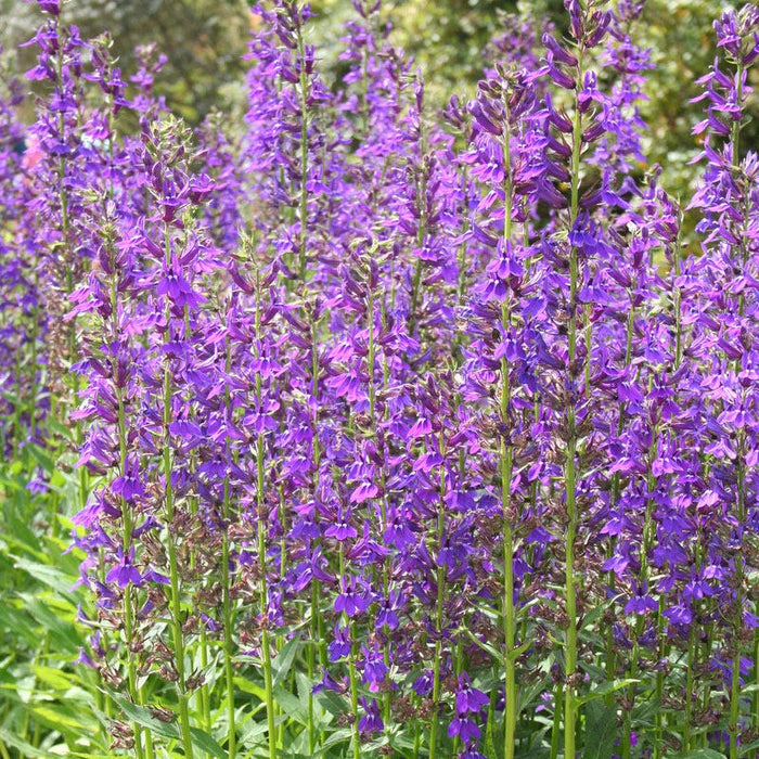 Vedrariensis Lobelia|Purple Cardinal Flower Vedrariensis, Lobelia geradii