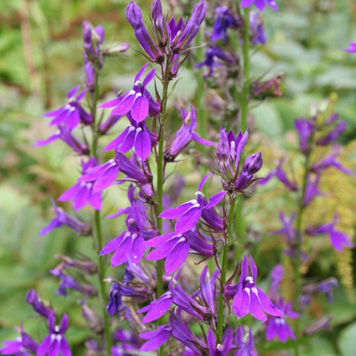Vedrariensis Lobelia|Purple Cardinal Flower Vedrariensis, Lobelia geradii