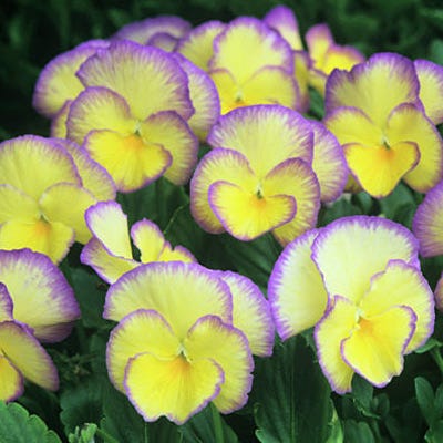 Etain Violet