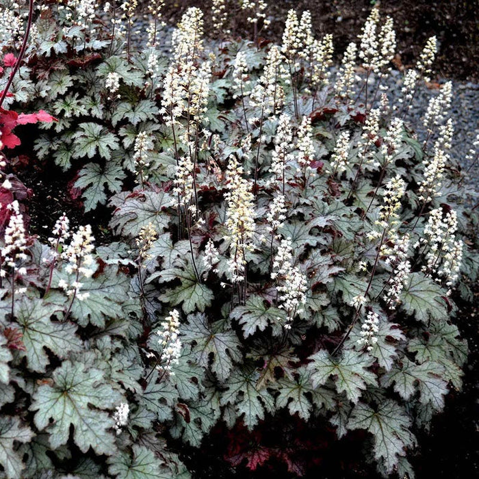 Cracked Ice Heucherella
