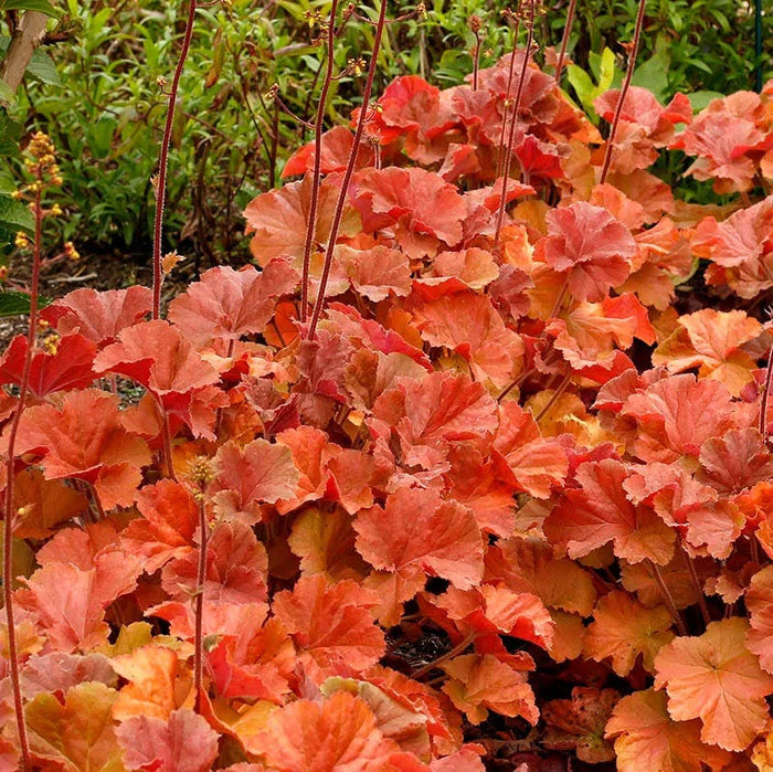 Northern Exposure™ Amber Coral Bells