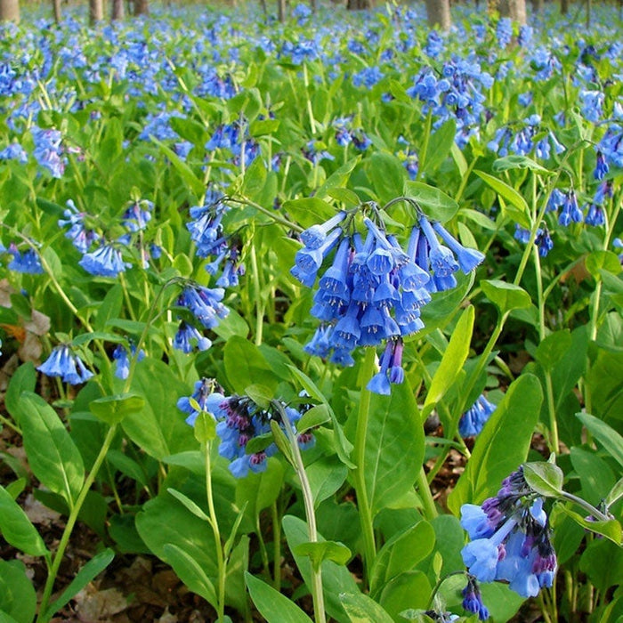 Virginia Bluebells|Blue Virginia Bluebells, Mertensia virginica