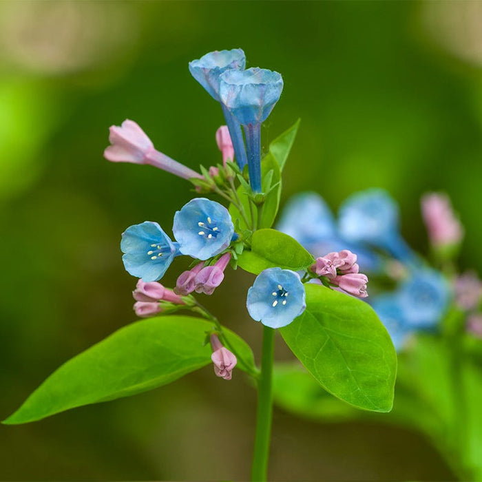 Virginia Bluebells|Blue Virginia Bluebells, Mertensia virginica