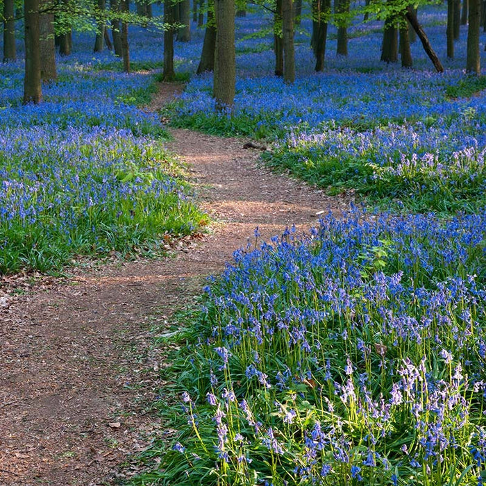 Virginia Bluebells|Blue Virginia Bluebells, Mertensia virginica