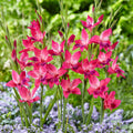 Vulcano Hardy Gladiolus|Vulcano Hardy Gladiolus, Gladiolus nanus Vulcano, Pink Blooms