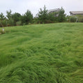 Weeping Lovegrass Seeds|Weeping Lovegrass Seeds, Eragrostis curvula, Weeping Lovegrass