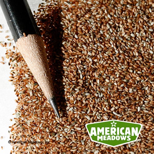 Weeping Lovegrass Seeds|Weeping Lovegrass Seeds