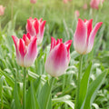 Whispering Dream Lily Flowered Tulip|Whispering Dream Lily-Flowered Tulip, Tulipa ‘Whispering Dream’, pink close up blooms