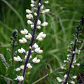 White Baptisia|White Wild Indigo, White False Indigo, Baptisia alba