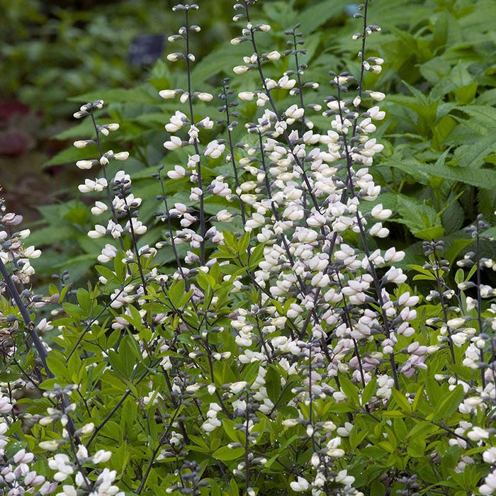 White Baptisia|White Wild Indigo, White False Indigo, Baptisia alba