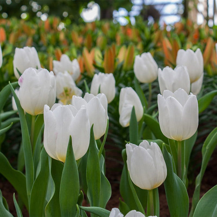 White Prince Single Early Tulip|White Prince Single Early Tulip