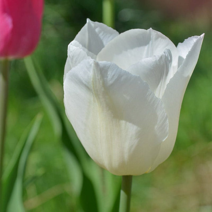 White Prince Single Early Tulip|White Prince Single Early Tulip