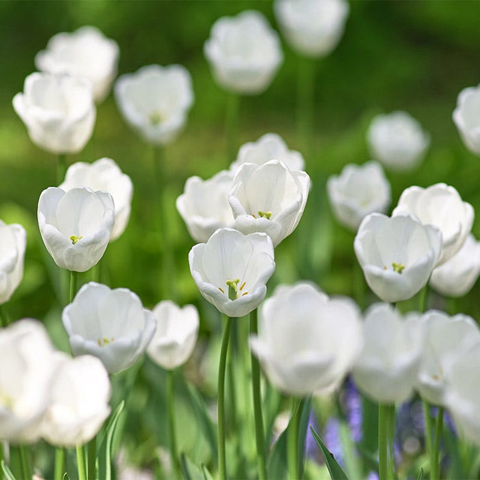 White Prince Single Early Tulip|White Prince Single Early Tulip