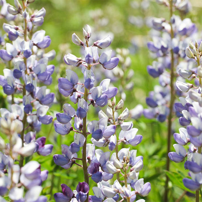 Wild Lupine|Wild Lupine with delicate spikes of blue-lavender flowers, Lupinus perennis