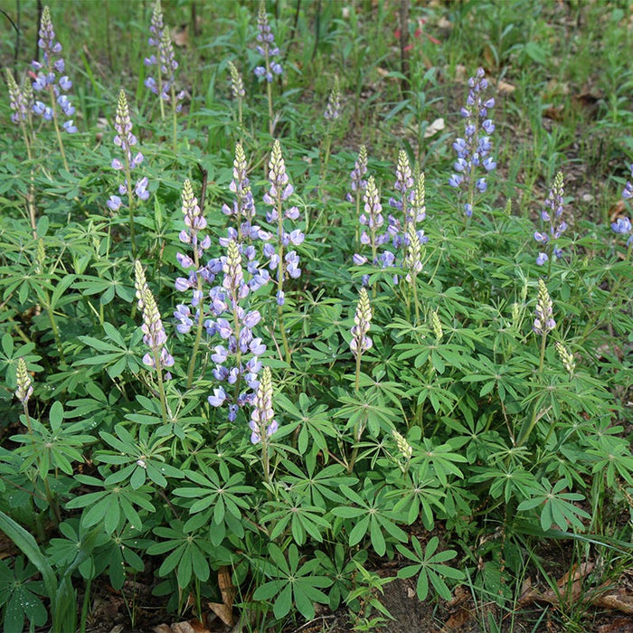 Wild Lupine|Wild Lupine growing in garden with lobed foliage and purple spikes of flowers, Lupinus perennis