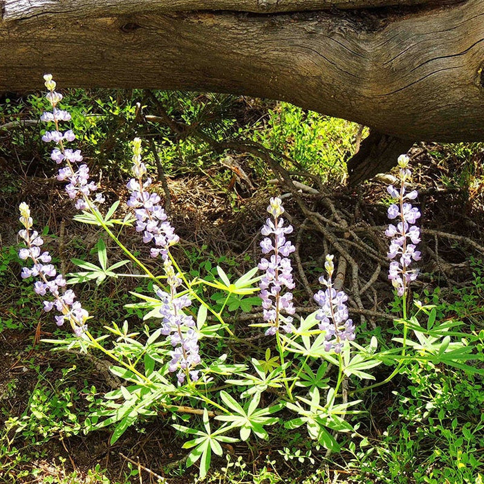 Wild Lupine|Wild Lupine growing in small cluster in garden with purple flowers and lobbed foliage, Lupinus perennis