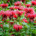 Wild Scarlet Bee Balm|Scarlet Bee Balm, Monarda didyma, close up of red flowers