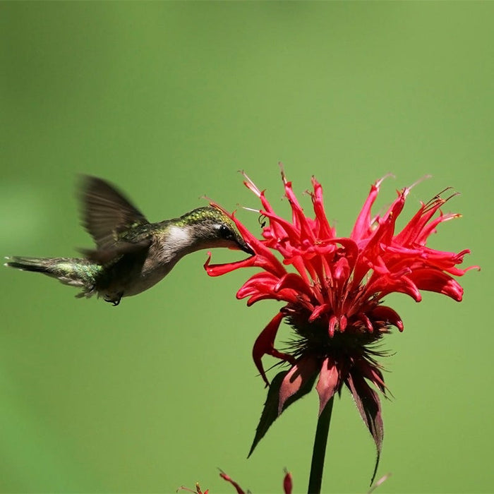 Wild Scarlet Bee Balm|Scarlet Bee Balm, Monarda didyma with hummingbird