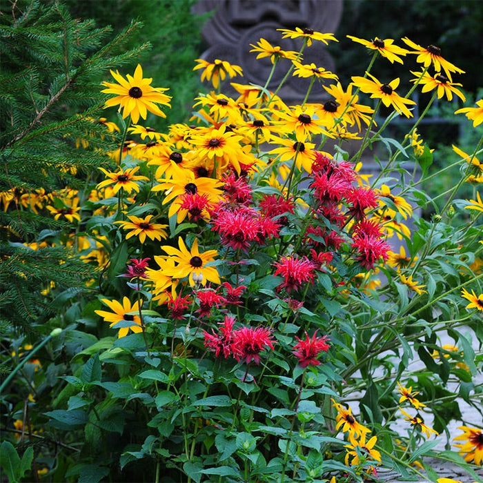 Wild Scarlet Bee Balm|Scarlet Bee Balm, Monarda didyma with Black Eyed Susan